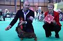 Crufts_dachshunds 1171